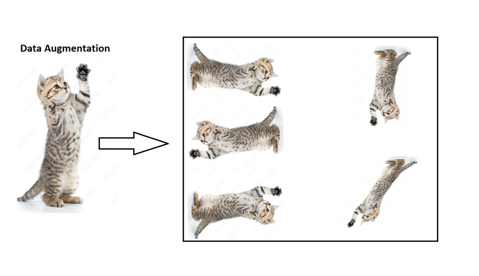 machine learning algorithm takes available data for output data, machine learning data quality example with cats